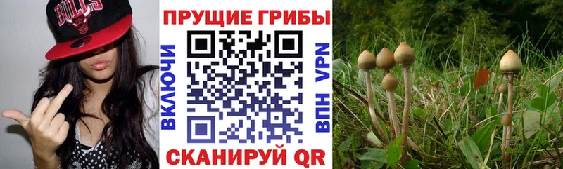 Псилоцибиновые грибы Cubensis  Щучье 
